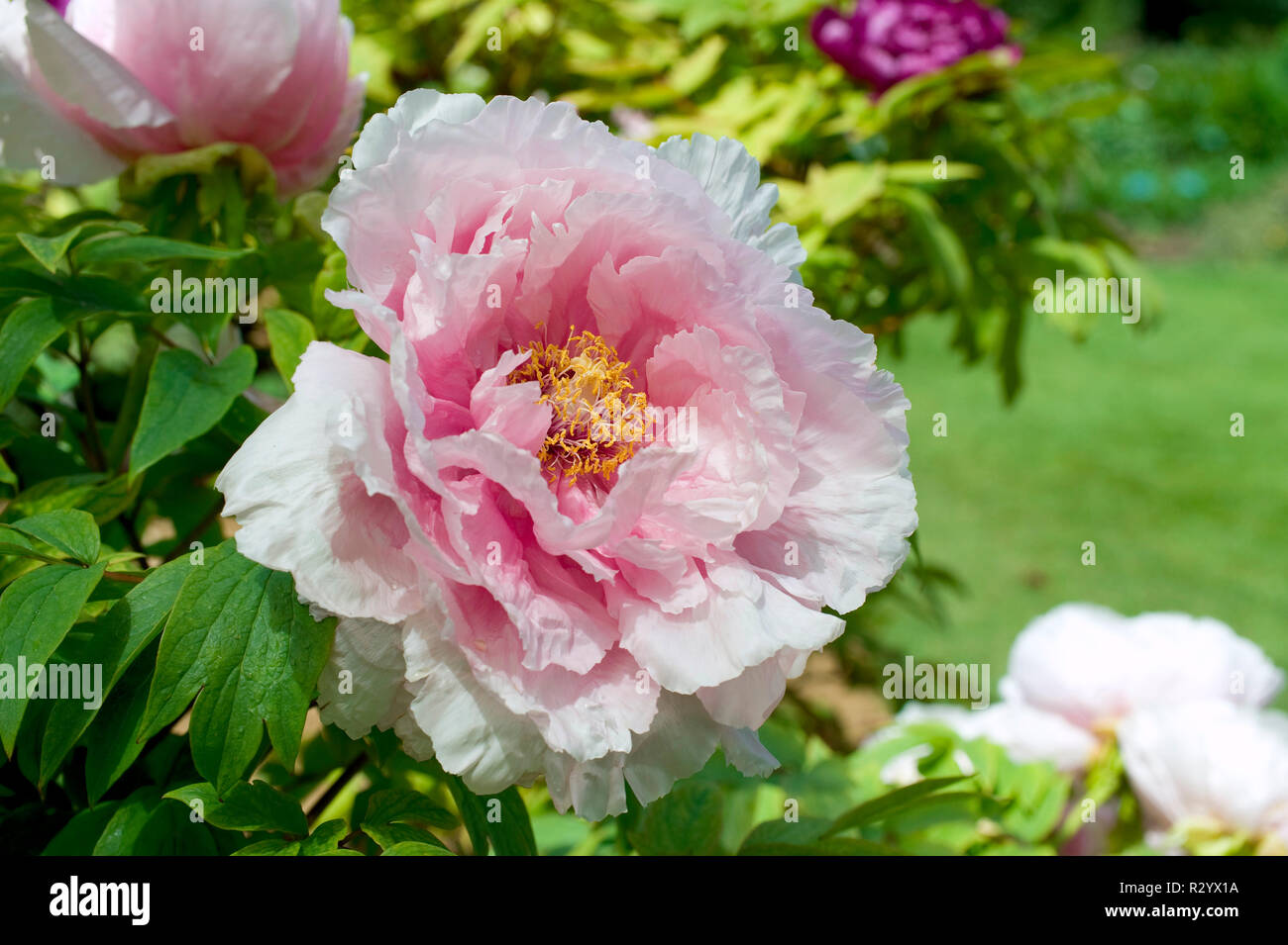 'Hana' Kisoi Peony en flor en un jardín. Foto de stock