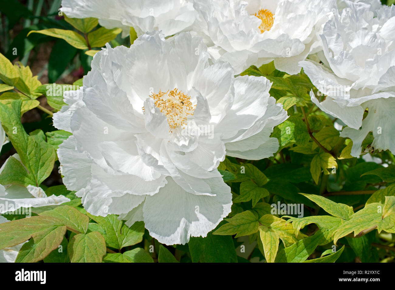"Peony himane Renkaku' en flor en un jardín. Foto de stock