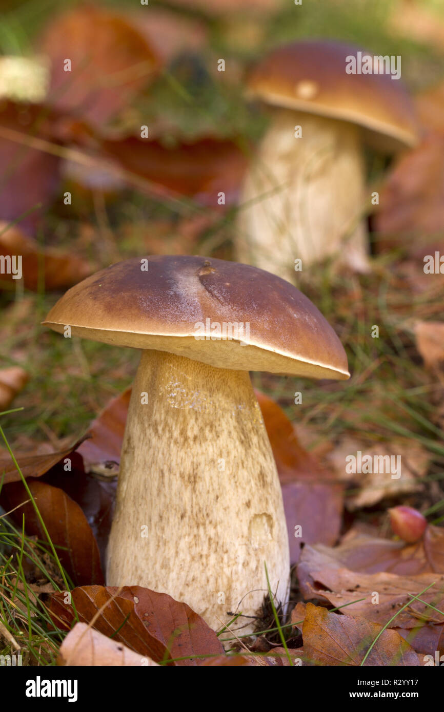 King bolete (Boletus edulis) Foto de stock