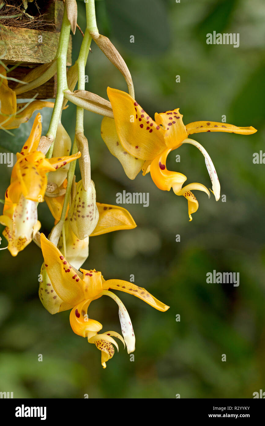 Orchid (Stanhopea jenischiana) Foto de stock