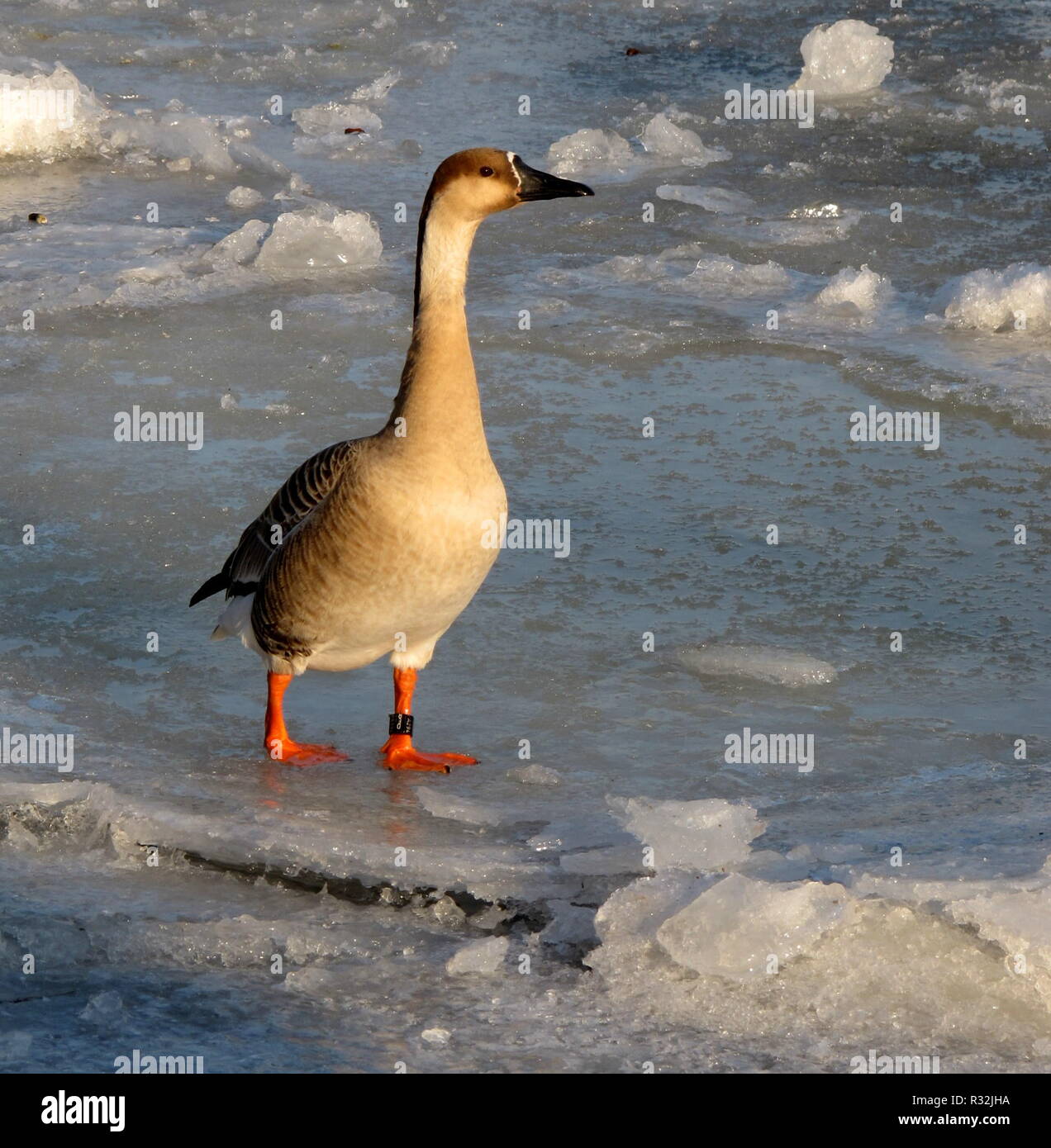 Goose suave Foto de stock