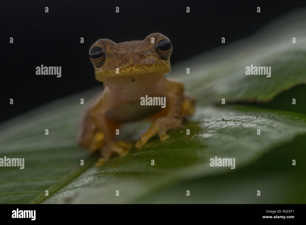 Menor treefrog (Dendropsophus minutus) mirando hacia la cámara en Madre de Dios, Perú. Foto de stock