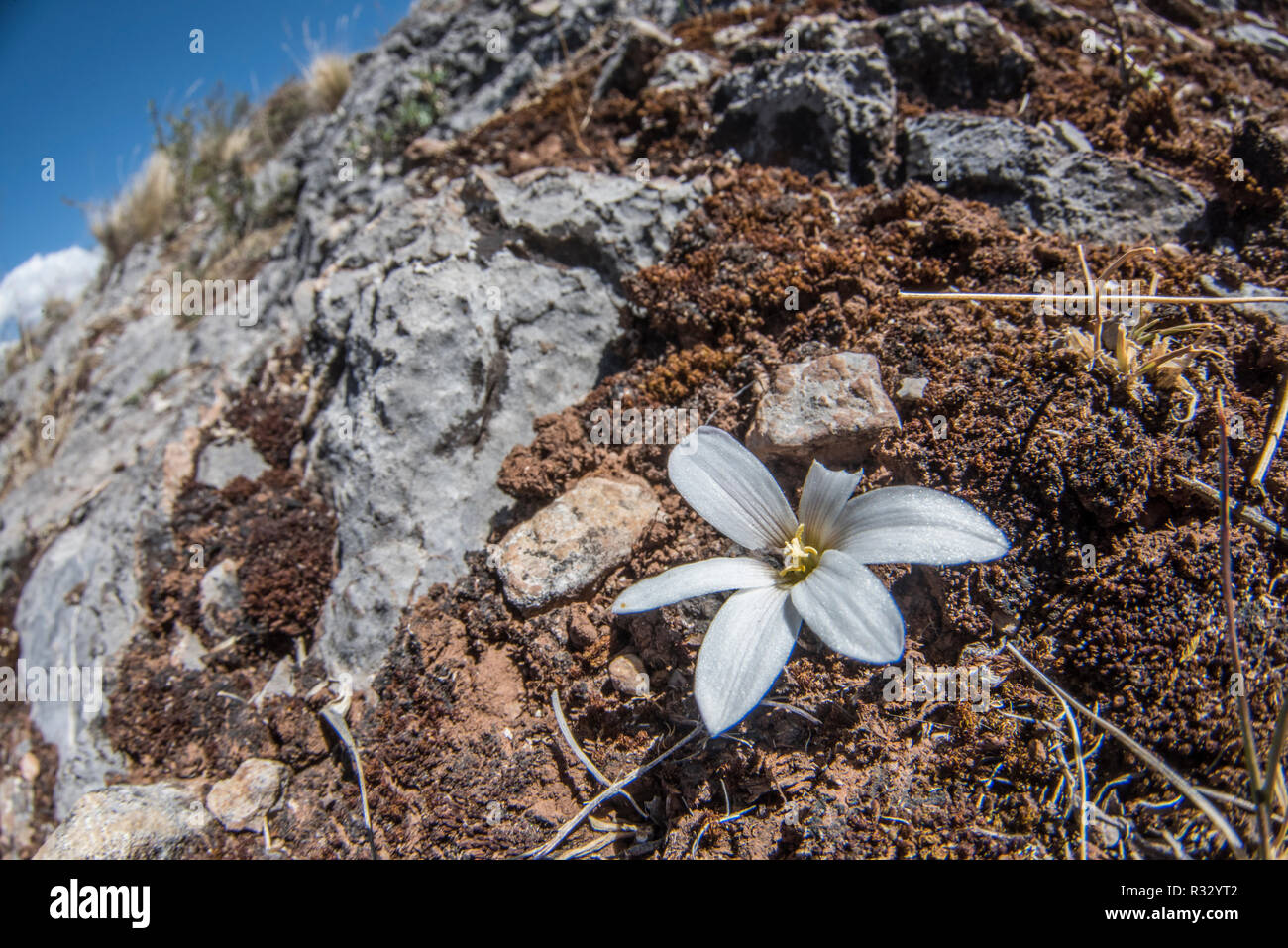 Una flor blanca que florece en las montañas de la Cordillera de Los Andes en Cusco, sólo unas pocas plantas son capaces de forjarse una existencia en este clima severo. Foto de stock