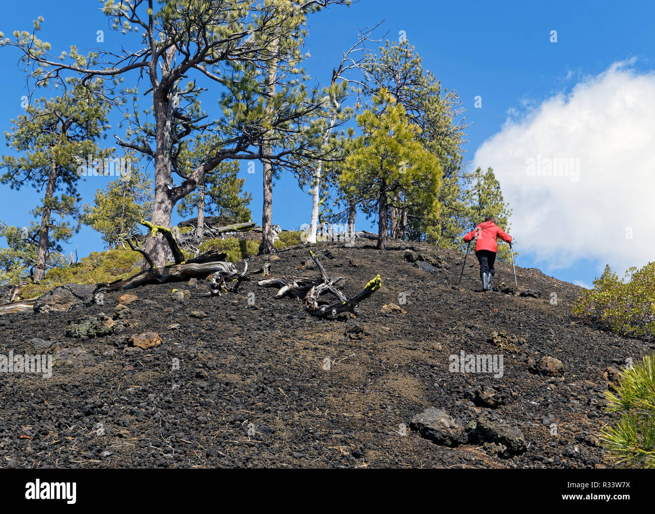 Mujer 42,835.02055 senderismo luchando para subir una empinada ladera de un cono de escoria negra con árboles de pino Ponderosa (Pinus ponderosa), blue sky blancas nubes. Foto de stock