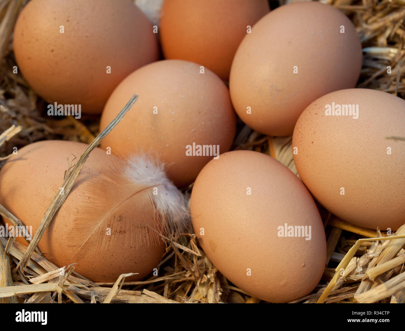 Huevos de rango libre Foto de stock