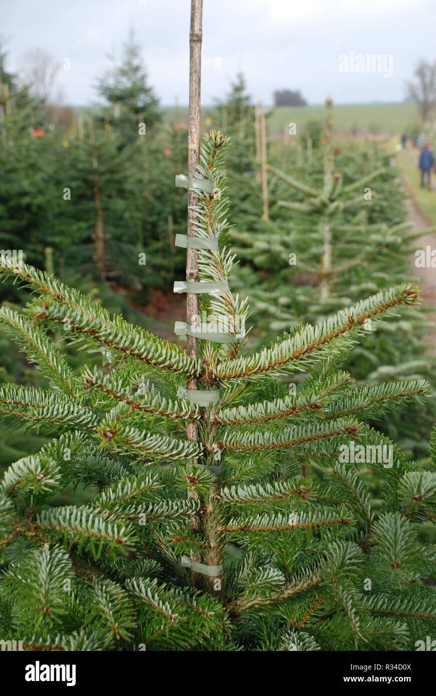 Vivero de abeto Nordmann abeto Nordmann christmas tree Christmas conífera nordmanniana Foto de stock