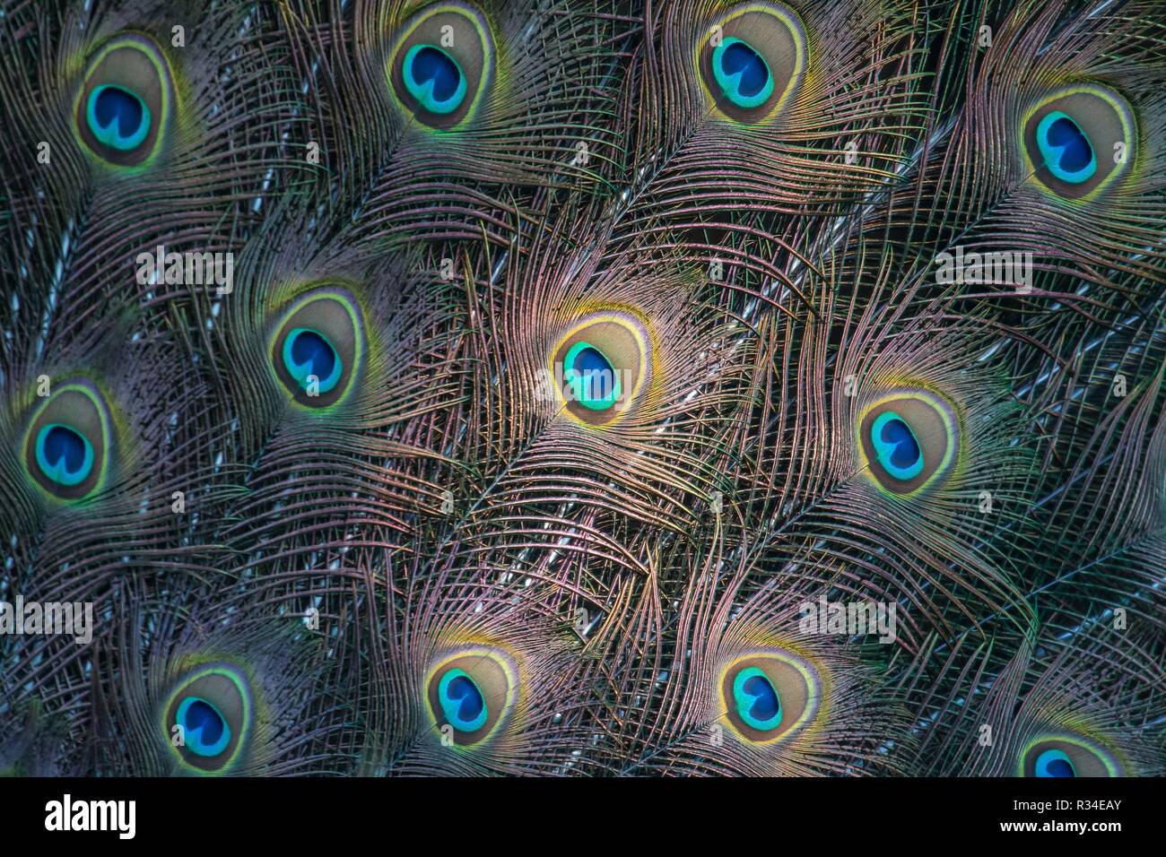 pluma del pavo real Foto de stock