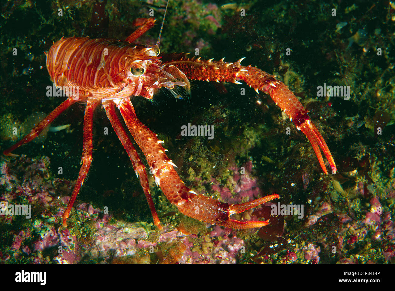 (Langarm-Springkrebs Galatheidae), Feuerland, Argentinien | Squat lobster (Galatheidae), Tierra del Fuego, Argentinia Foto de stock