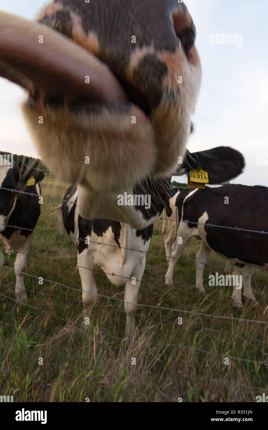 Vacas graciosas fotografías e imágenes de alta resolución - Página 5 - Alamy