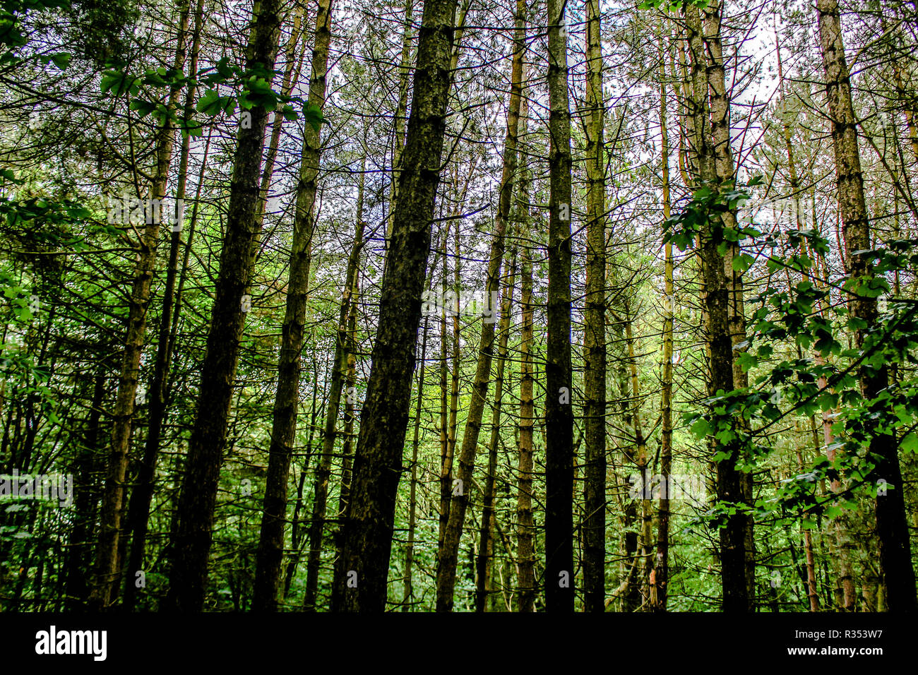 Bosques forestales en Escocia Foto de stock