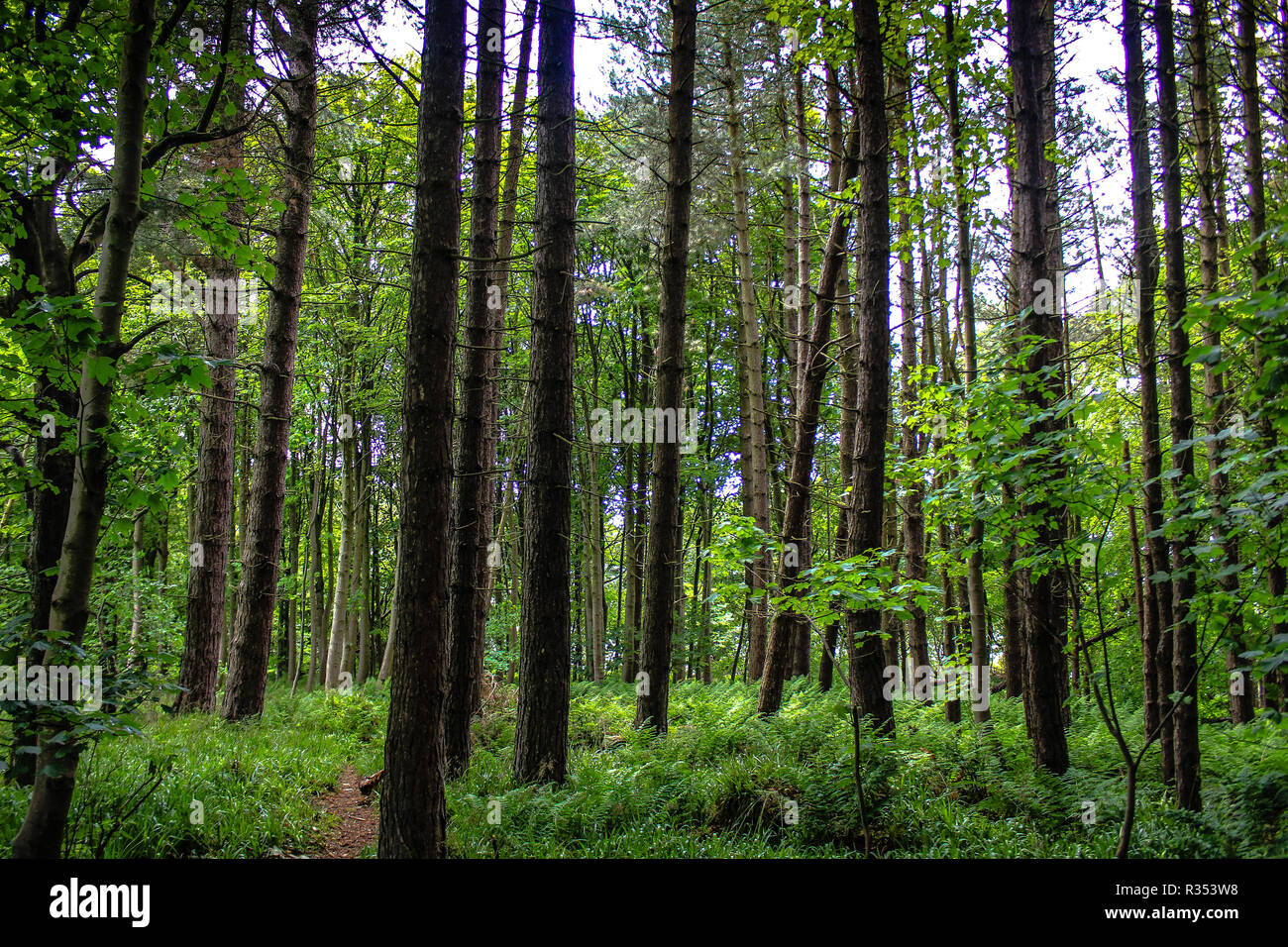 Bosques forestales en Escocia Foto de stock