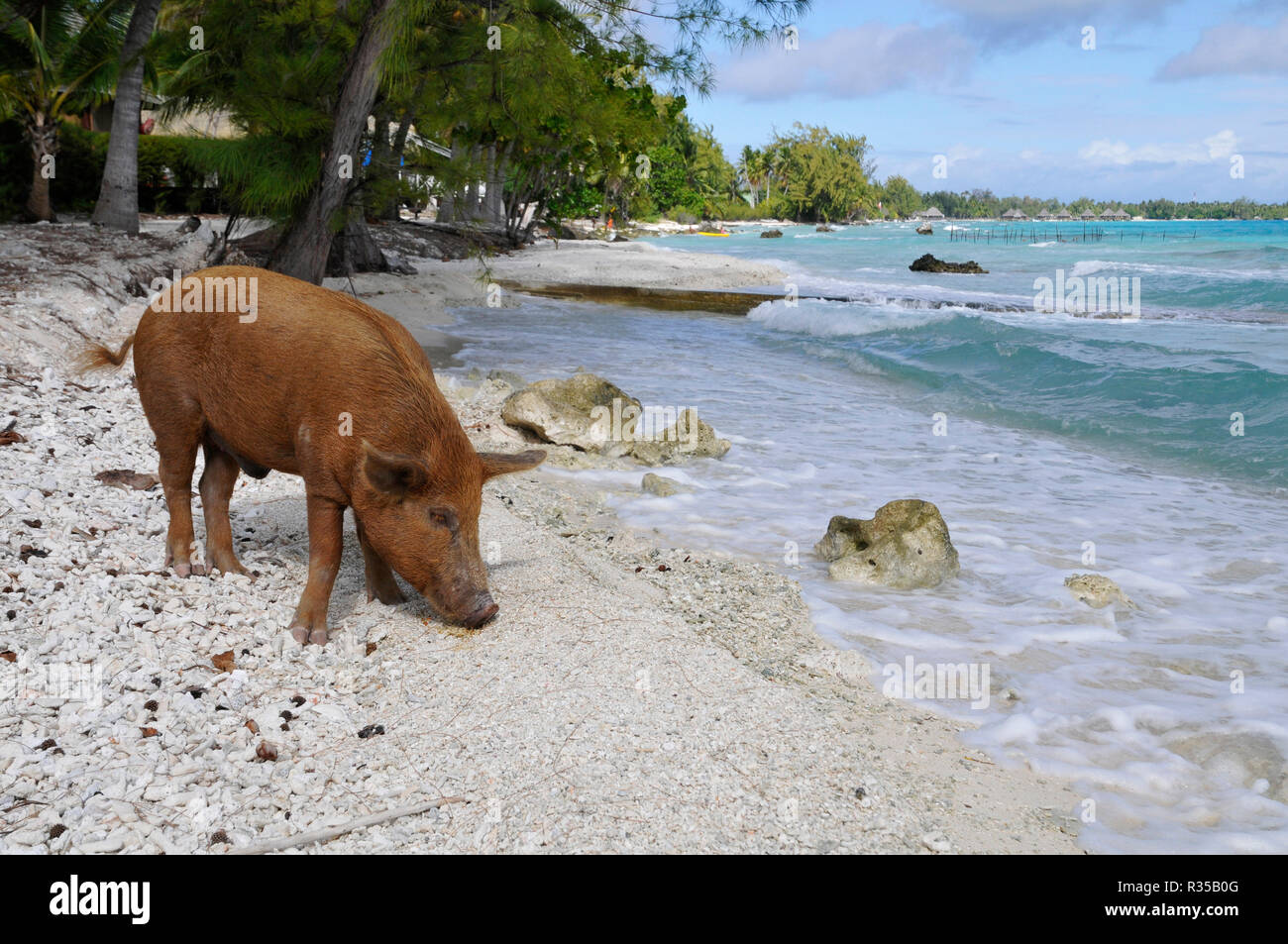 El cerdo en la playa Foto de stock