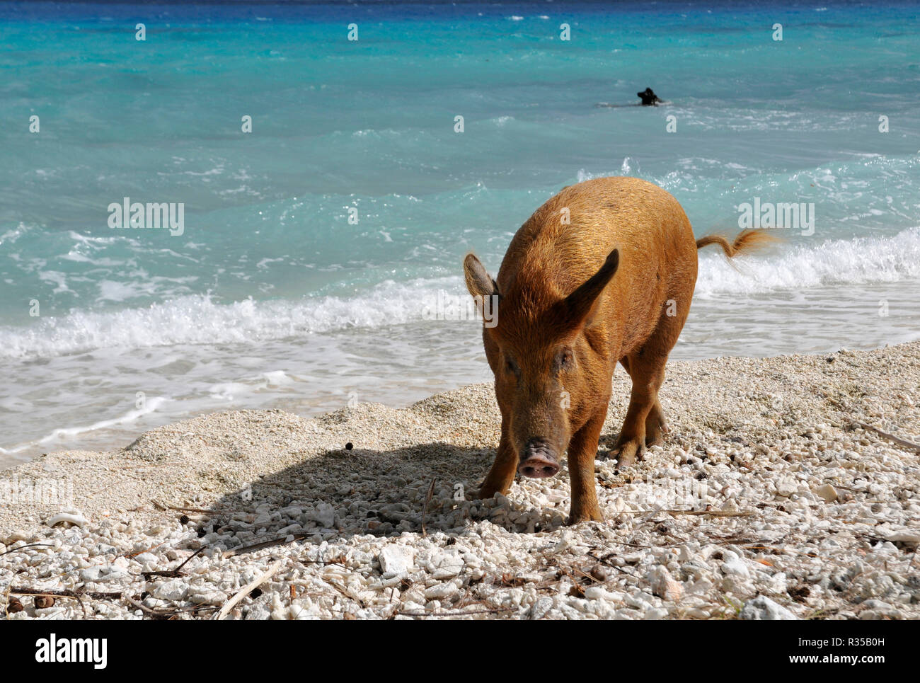 El cerdo en la playa Foto de stock