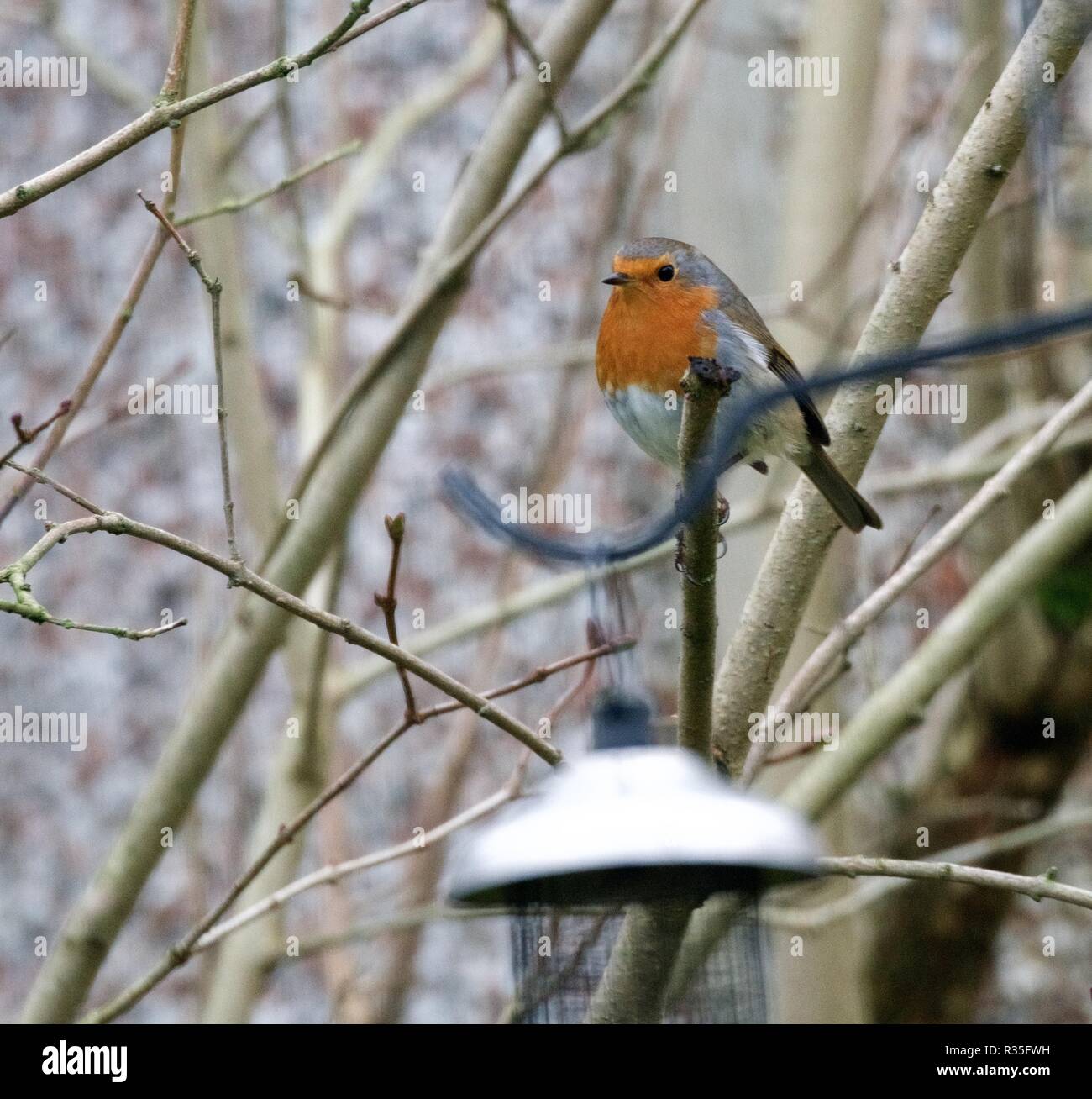 Un Robin sots sobre un pájaro-alimentador Foto de stock