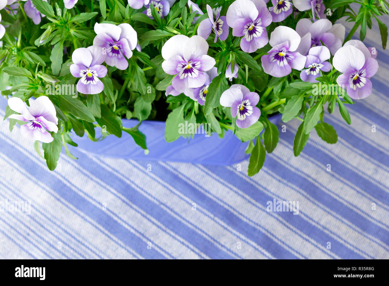 Pansy plantas con muchas flores en tonos de color lila, violeta y azul  contra un fondo de rayas azules, copiar o espacio de texto Fotografía de  stock - Alamy
