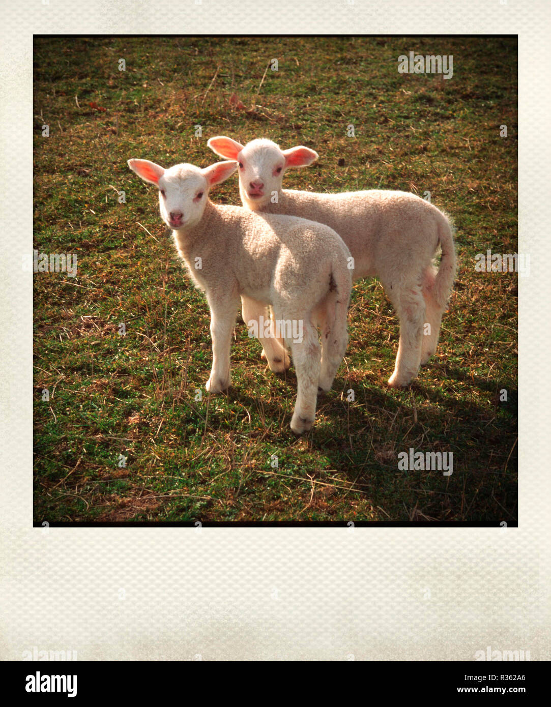 Polaroid efecto de corderos en un campo Foto de stock