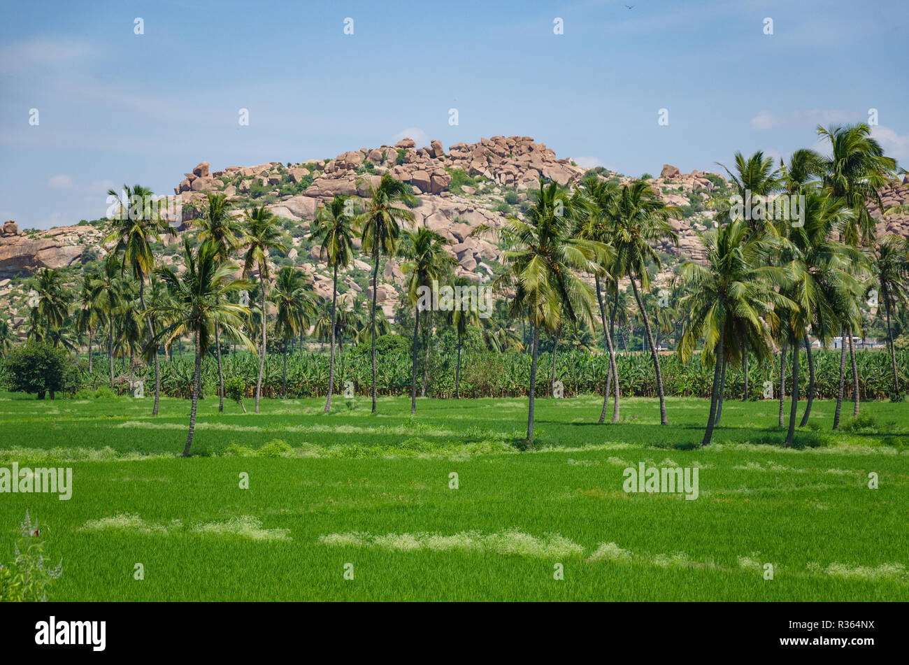 Arrozales en medio de montones de cantos rodados en Anegundi, Karnataka, India. Foto de stock