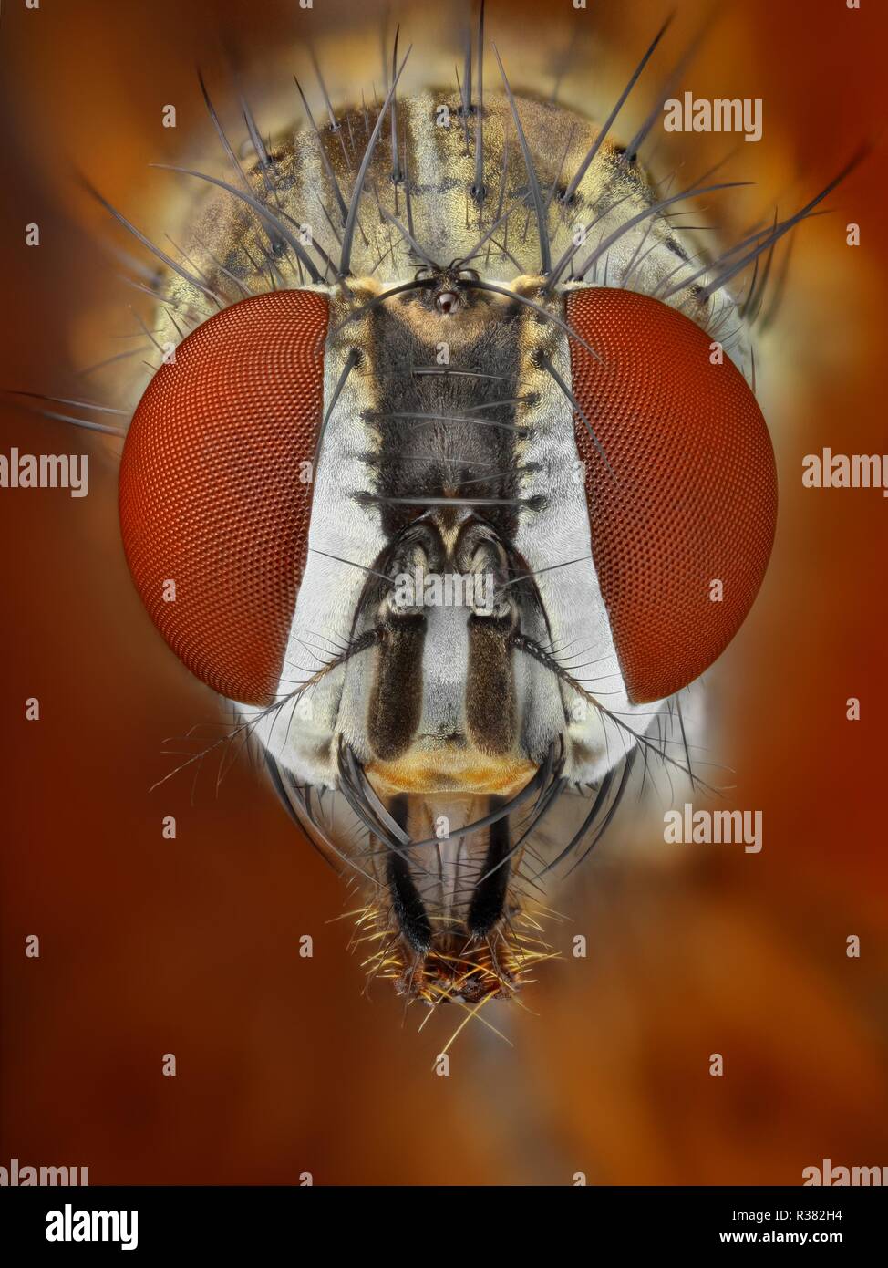 Extremadamente nítido y detallado estudio de una mosca tomadas con lentes  macro de muchas imágenes apiladas en una muy fuerte de la foto Fotografía  de stock - Alamy