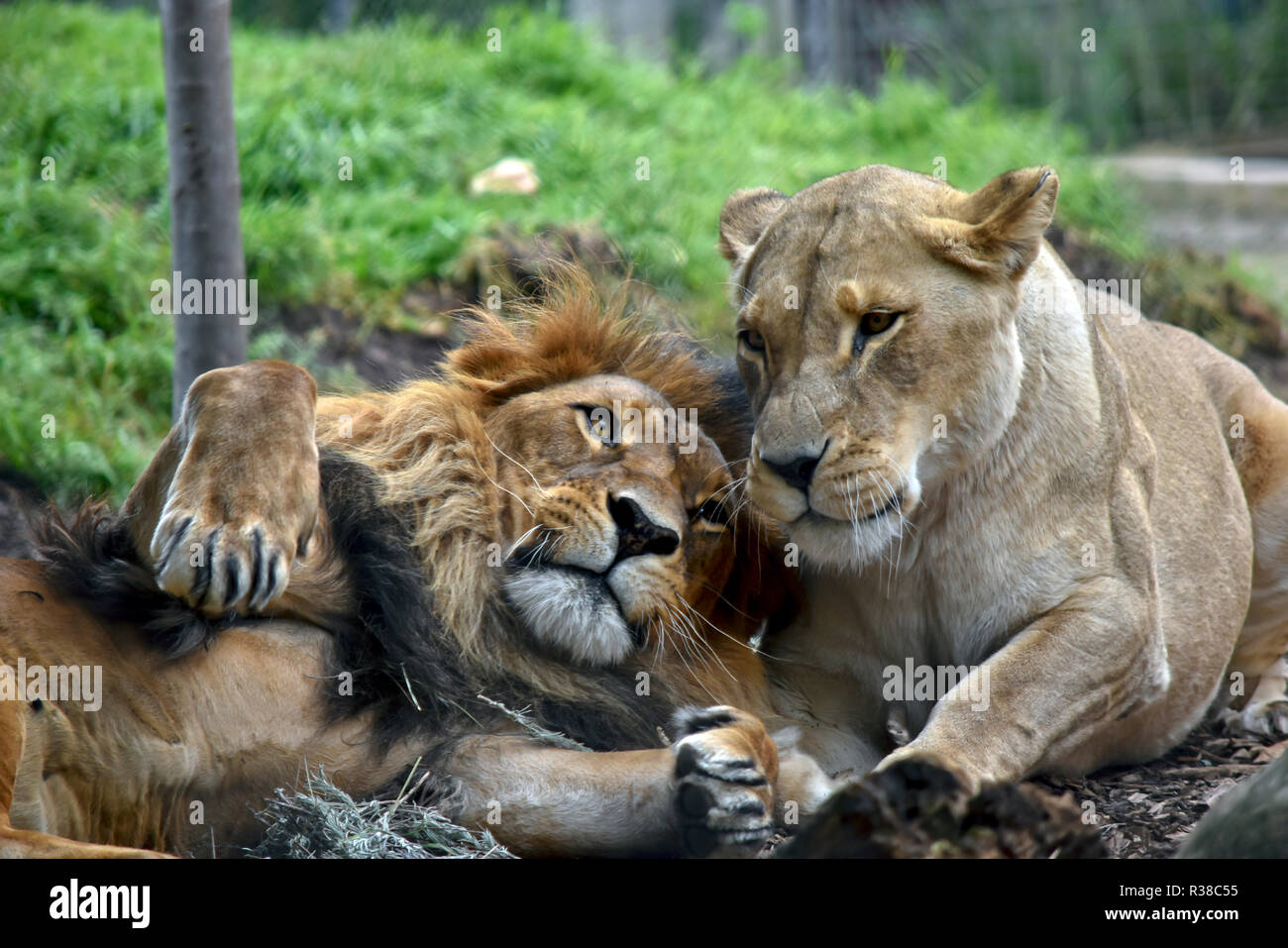 El león y la leona están sentando en el césped descansando junto Foto de stock