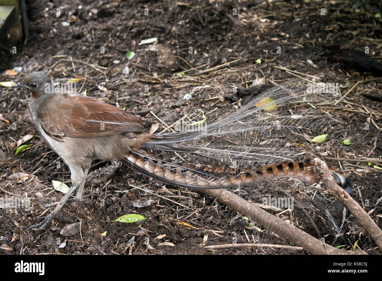 Pájaro con cola larga fotografías e imágenes de alta resolución - Alamy