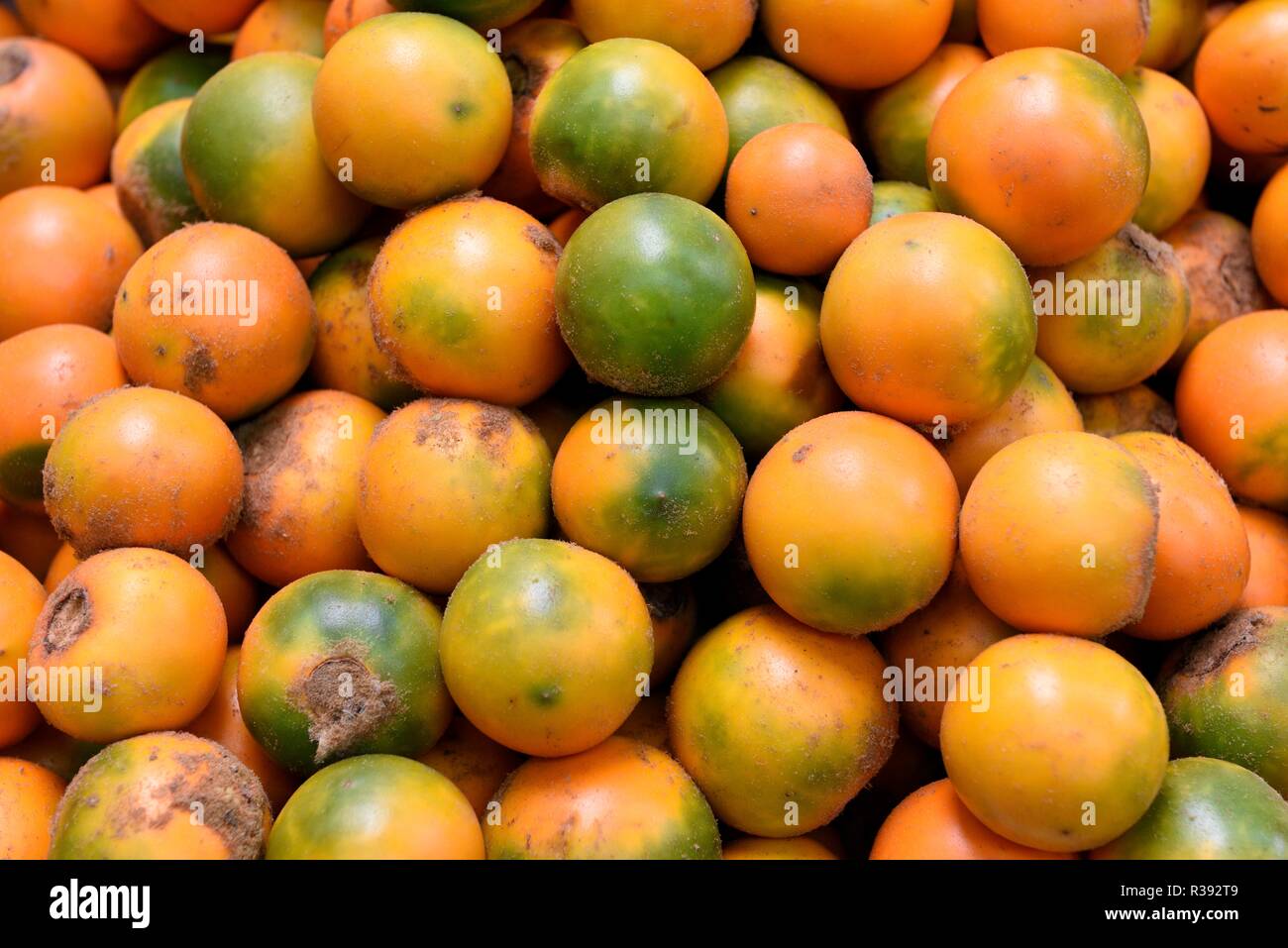 Lulo fruta fresca, una exótica fruta con un sabor cítrico, también conocido como Solanum
