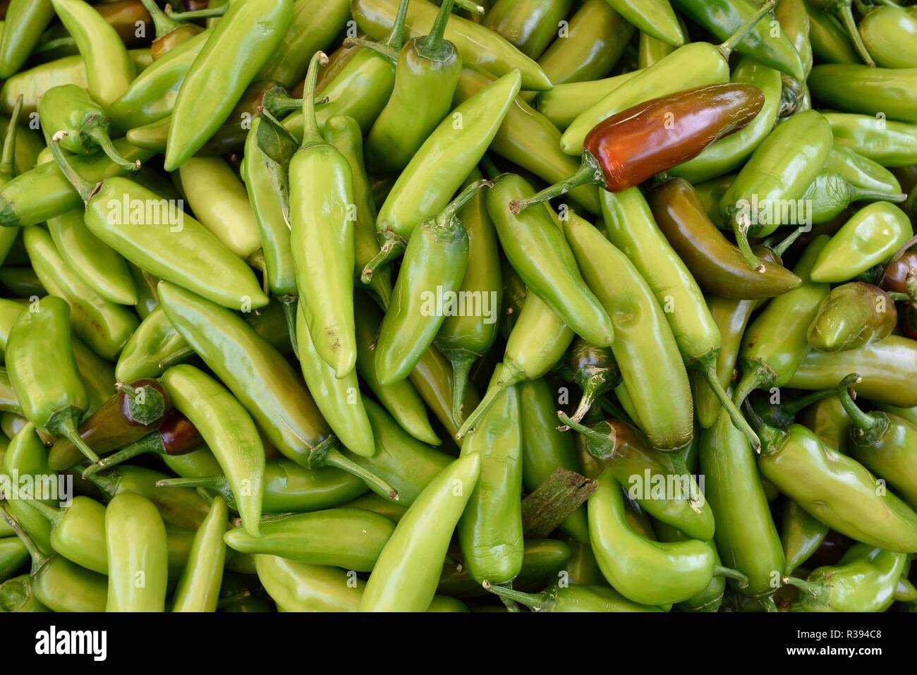 Indian Green Chili Peppers Chili Pepper De Cultivo Local Maduro Y