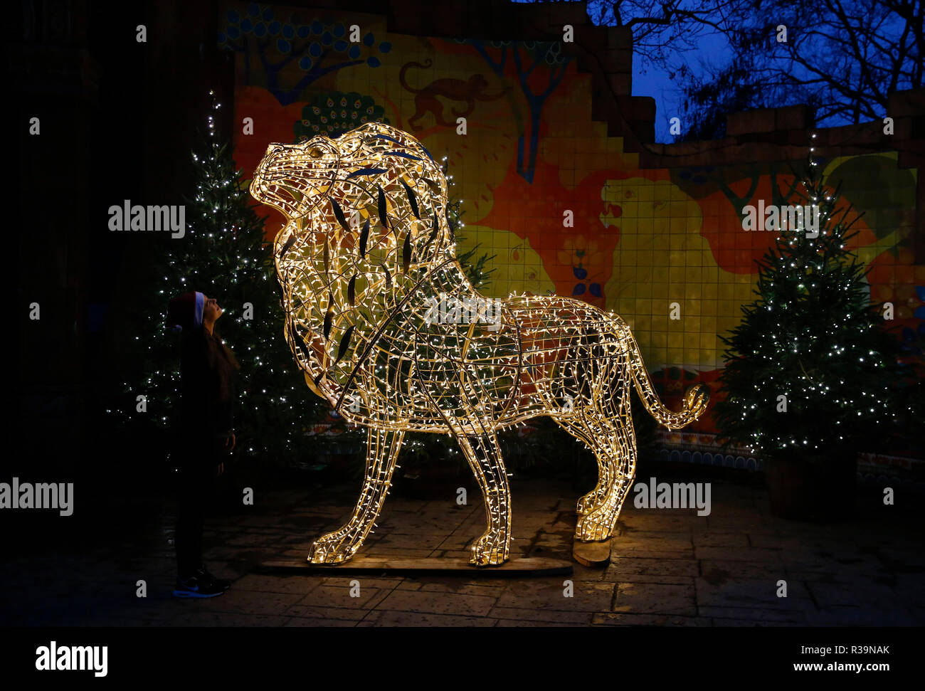Londres, Gran Bretaña. 22 Nov, 2018. Una instalación de luz en forma de  león se observa durante el lanzamiento de "Navidad en el Zoo de Londres' a  ZSL Zoo de Londres, Inglaterra,