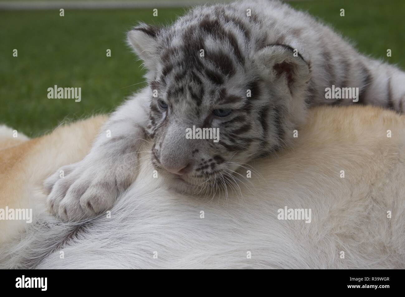 Cachorros de tigre blanco Foto de stock