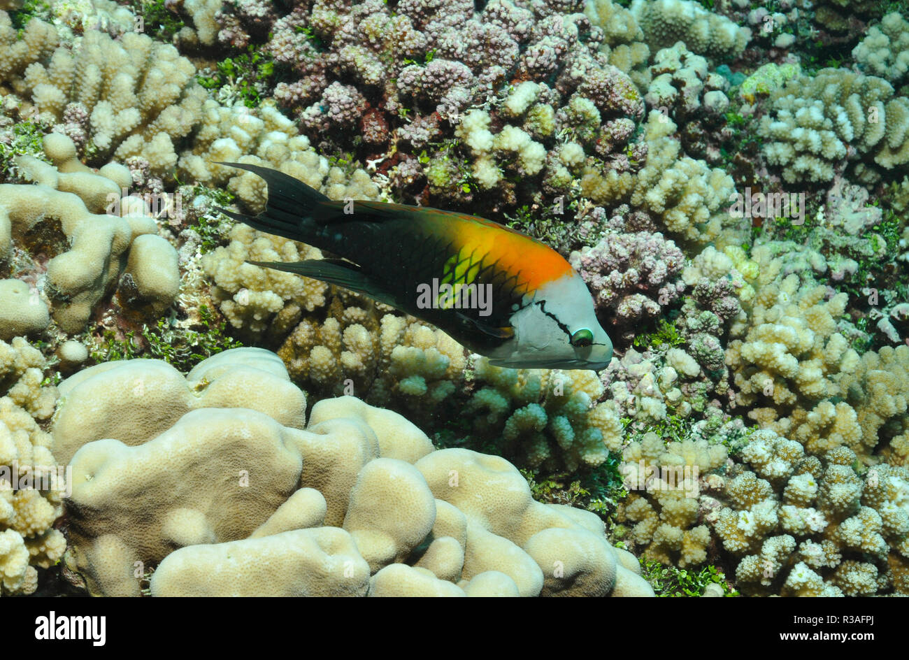 Telescopefish Foto de stock