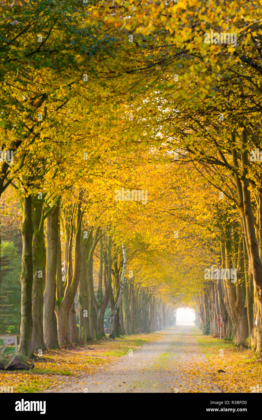 Lejos del bosque en otoño Foto de stock
