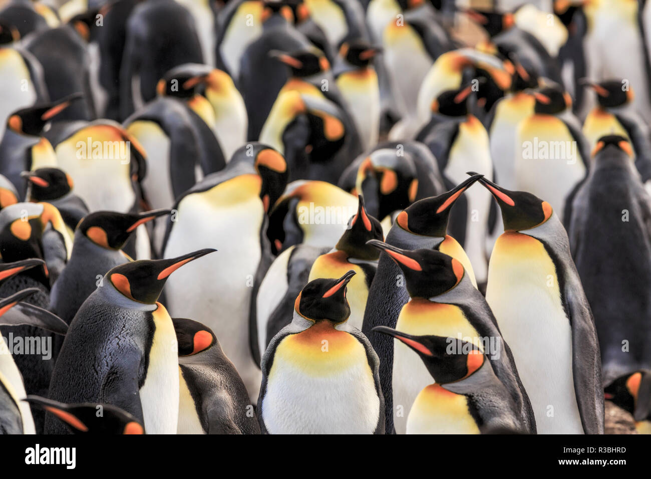 Grupo de Pingüinos rey, sobre la playa, Volunteer Point, Isla Oriental, las Islas Malvinas, Aptenodytes patagonicus Foto de stock