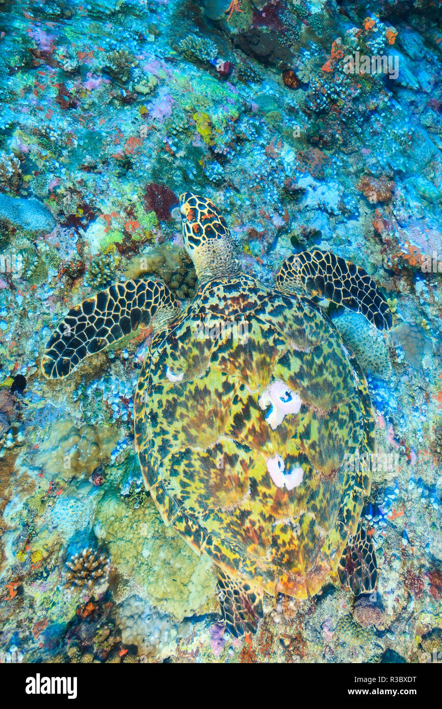 Tortuga carey (Eretmochelys imbricata), North Huvadhoo ATOLL, Maldivas, Océano Índico Meridional Foto de stock