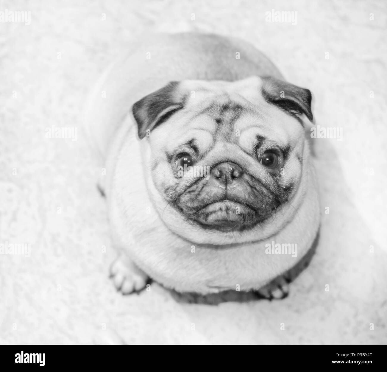 Bonita pug doggy mirando a la cámara en casa habitación ib en blanco y negro Foto de stock