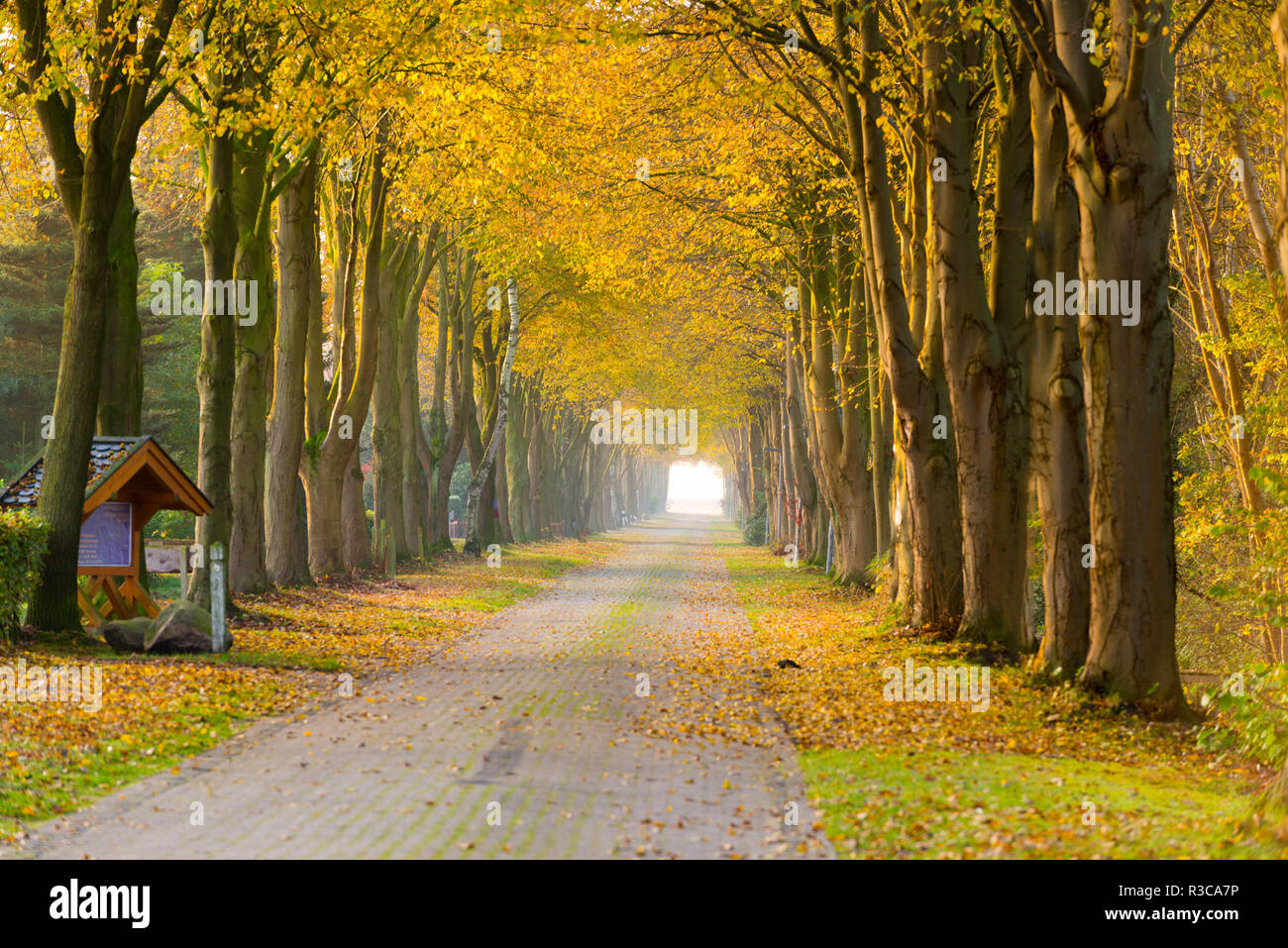 Lejos del bosque en otoño Foto de stock