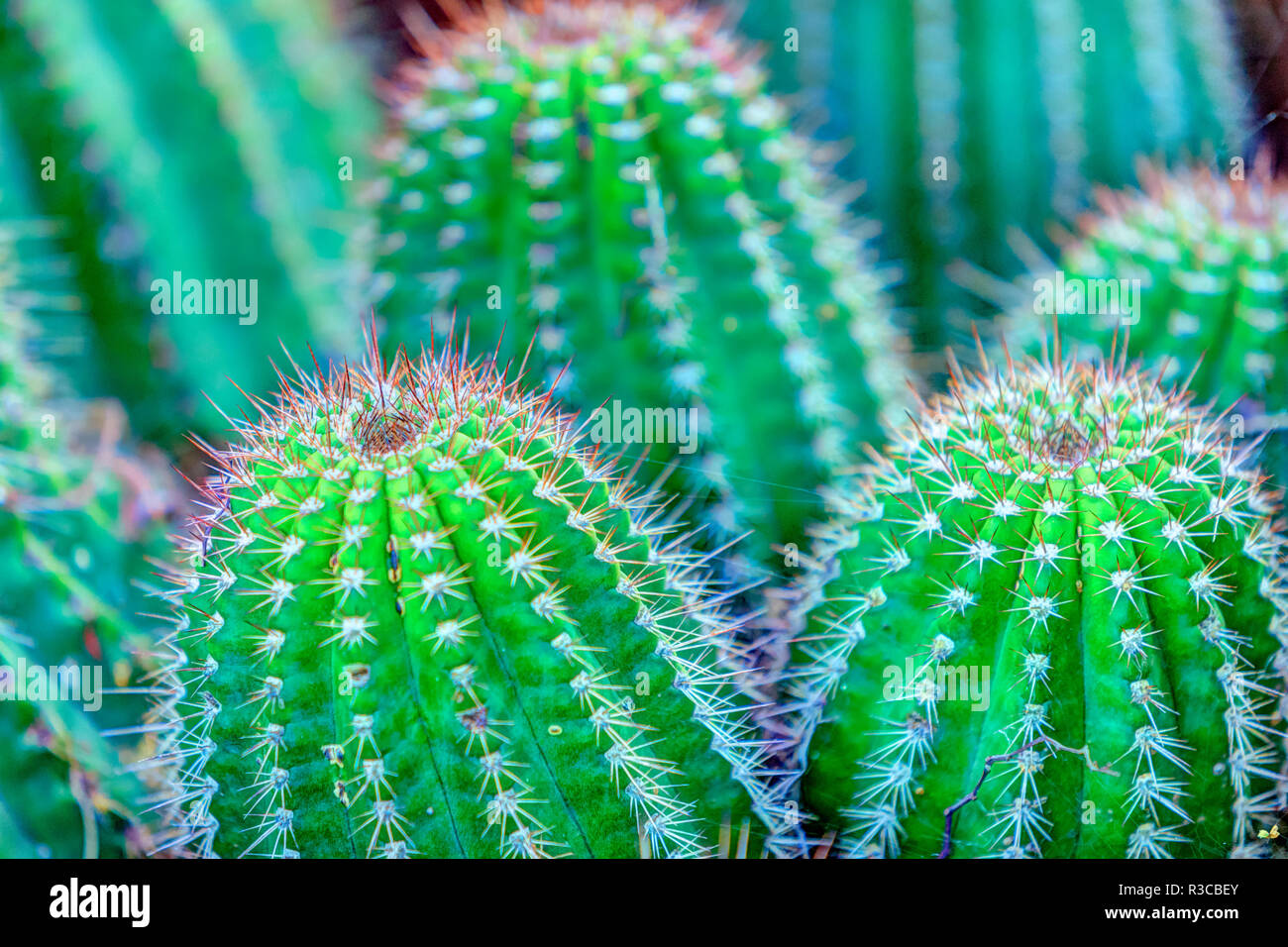 Cactus en san fotografías e imágenes de alta resolución - Alamy