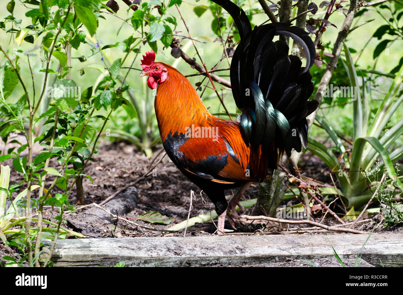 Ee.Uu., Florida, Immokalee, gallina Marans cobre negro Foto de stock