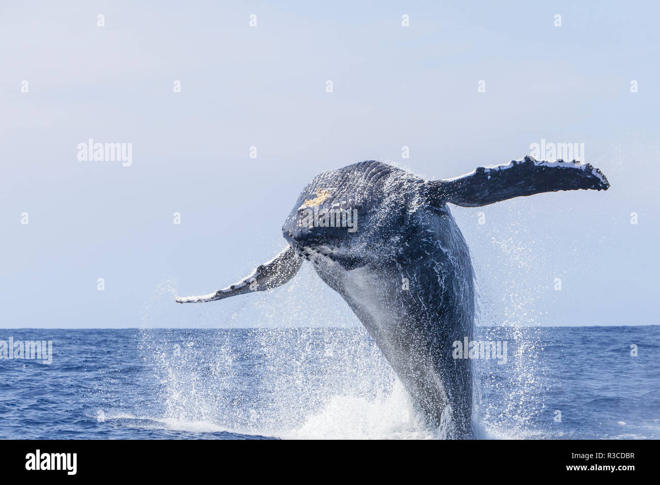 Las ballenas jorobadas (Megaptera novaeangliae), cerca de Kona, Big Island, Hawai Foto de stock