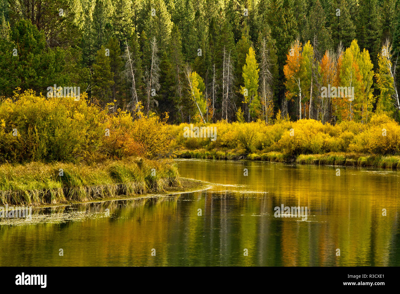 Reflexiones de otoño, Aspen, Deschutes National Forest, Oregón, EE.UU. Foto de stock