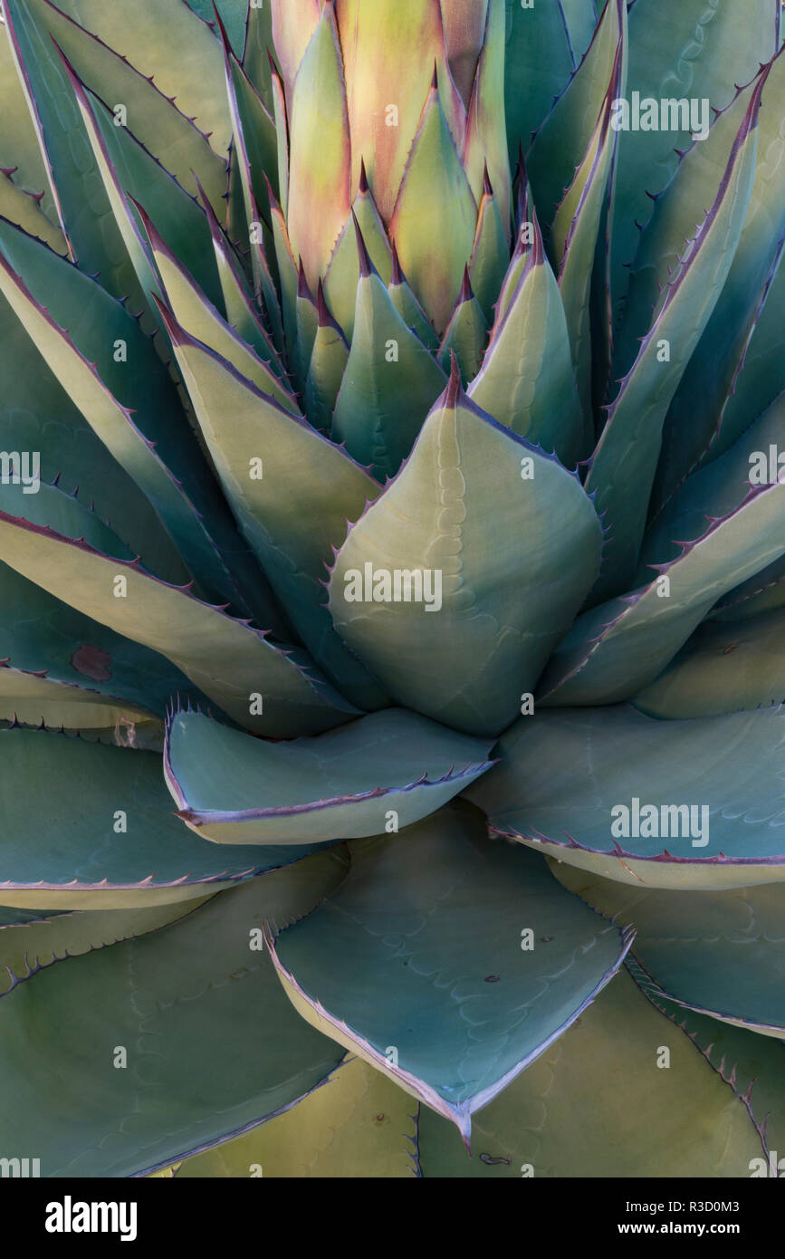 Baja California, México. Maguey verde (Agave sp.) las hojas, detalle  Fotografía de stock - Alamy