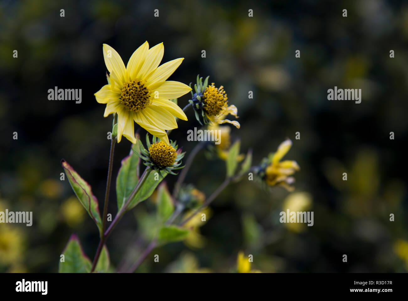 Helianthus reina de limón Foto de stock