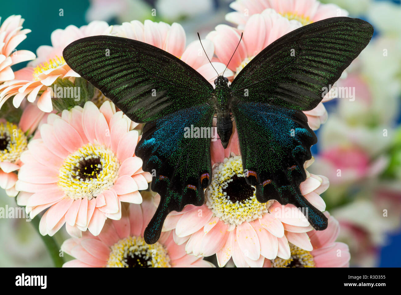 Chino Peacock, especie Papilio bianor sobre Gerber Margaritas Foto de stock