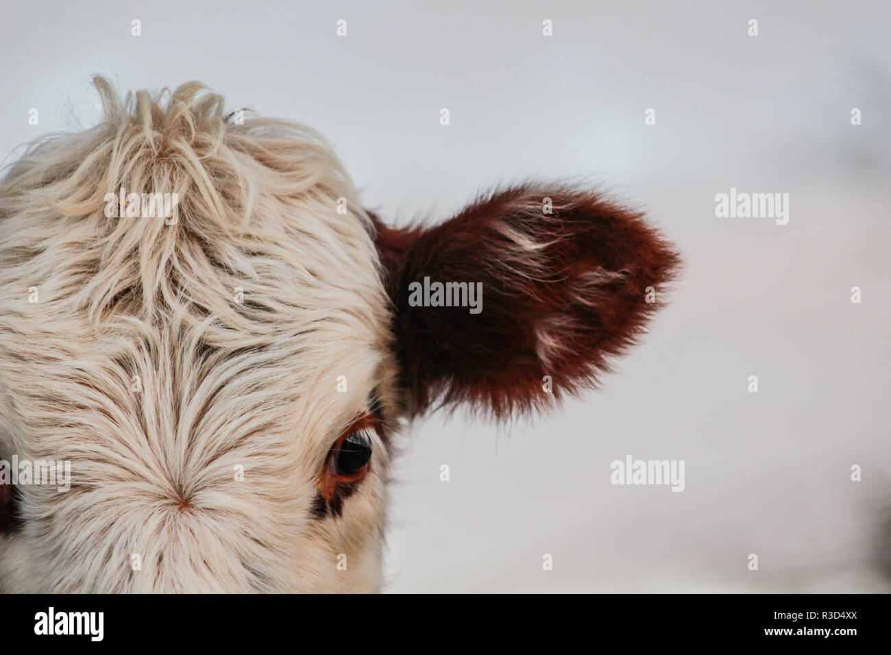 Parte de cabeza de vaca, animal mirando a la cámara Foto de stock