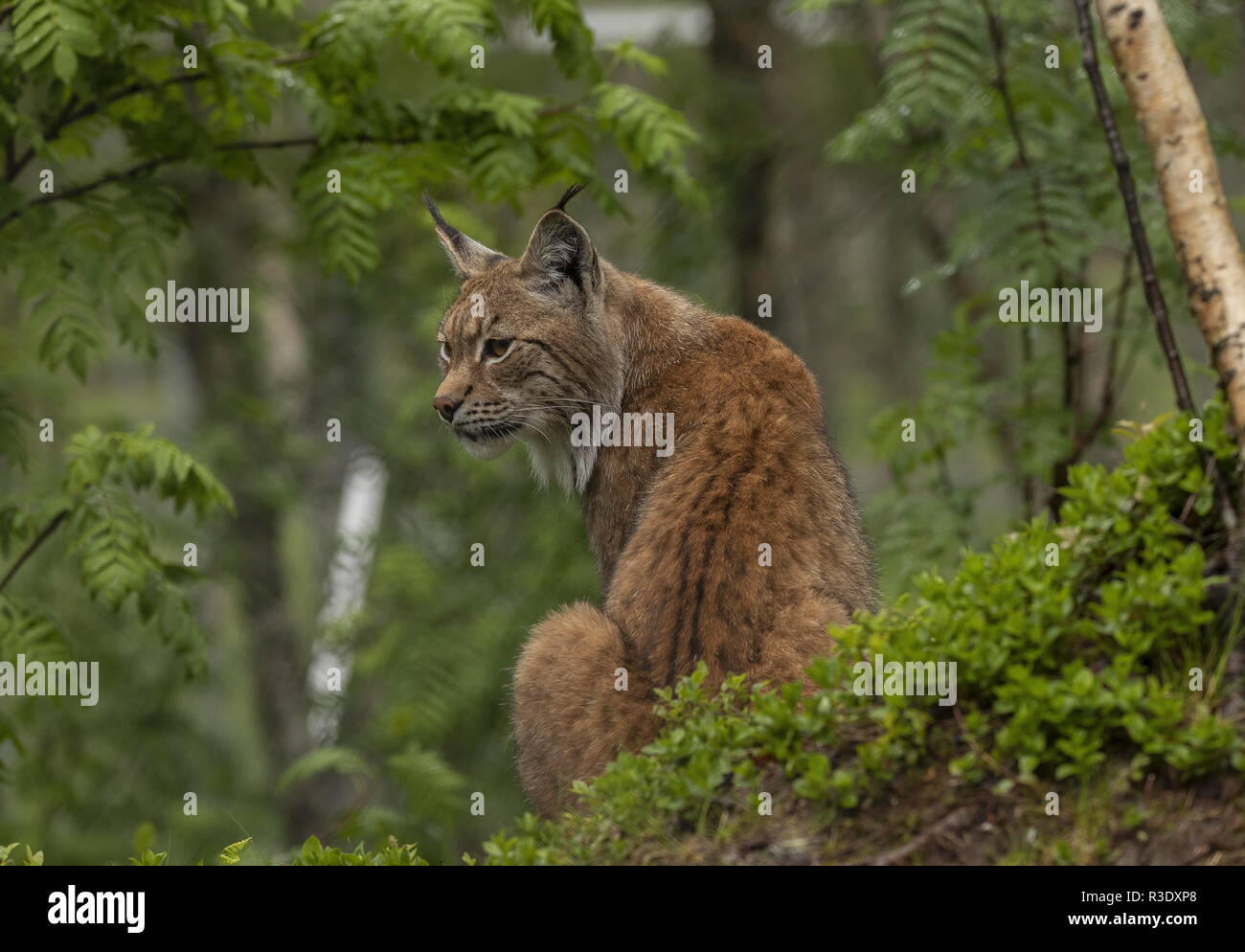 Lynx lynx lince euroasiático, en bosques boreales, Escandinavia. Foto de stock