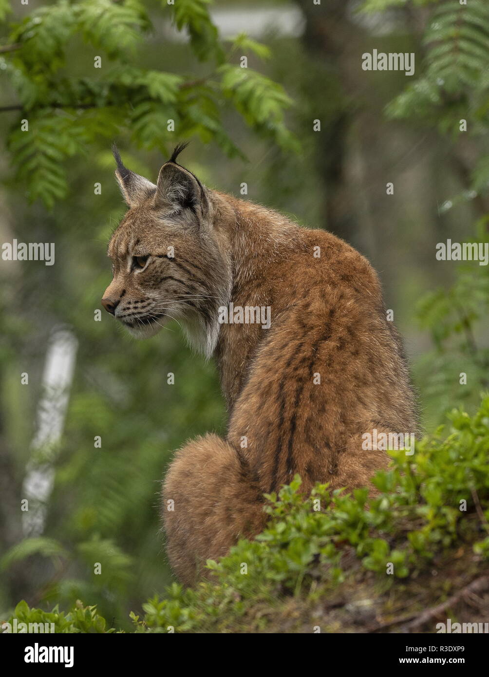 Lynx lynx lince euroasiático, en bosques boreales, Escandinavia. Foto de stock