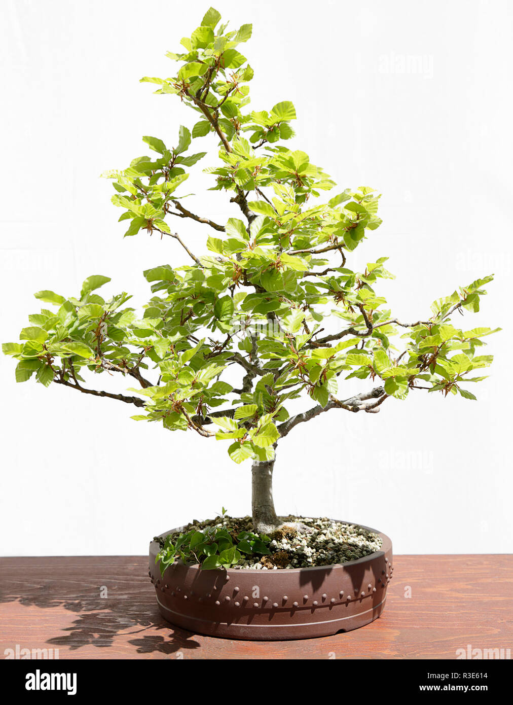 Común o europeo haya (Fagus sylvatica) bonsai en una mesa de madera y fondo  blanco Fotografía de stock - Alamy