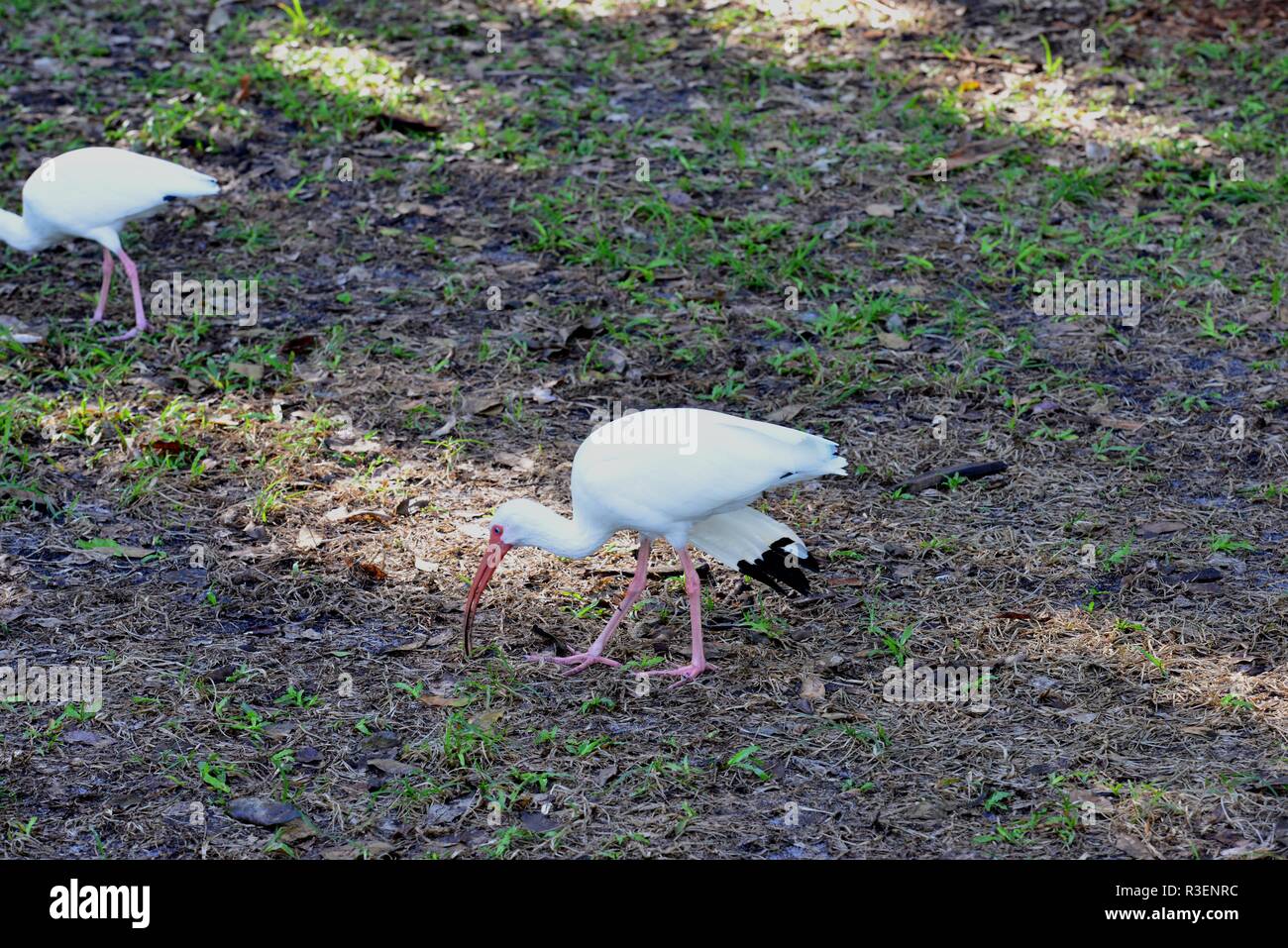 Un americano ibis blanco recogida en la suciedad. Foto de stock