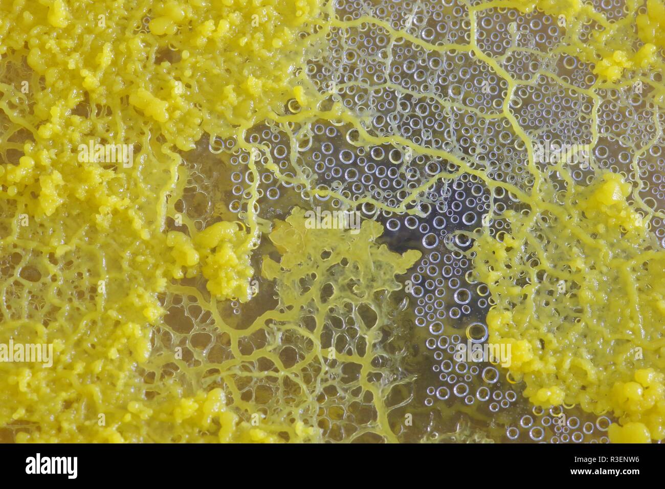 Limo amarillo Molde (Physarum polycephalum) creciente y de la red de Petri con agar. Proyecto de laboratorio de biología, Escocia, Reino Unido. Foto de stock