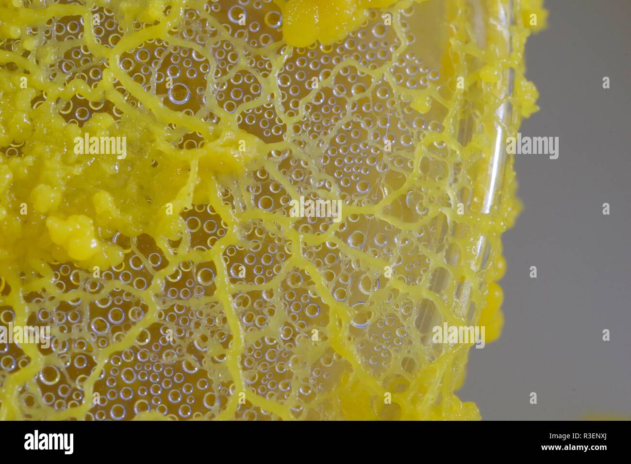 Limo amarillo Molde (Physarum polycephalum) creciente y de la red de Petri con agar. Proyecto de laboratorio de biología, Escocia, Reino Unido. Foto de stock