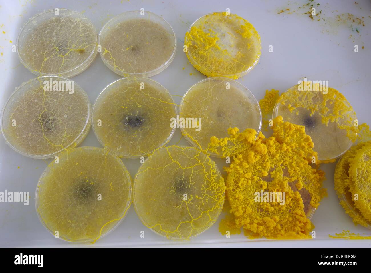 Limo amarillo Molde (Physarum polycephalum) creciente y de la red de Petri con agar. Proyecto de laboratorio de biología, Escocia, Reino Unido. Foto de stock