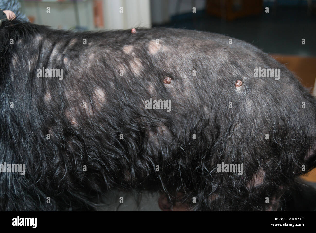 Perro viejo con dermatitis en la clínica veterinaria Foto de stock